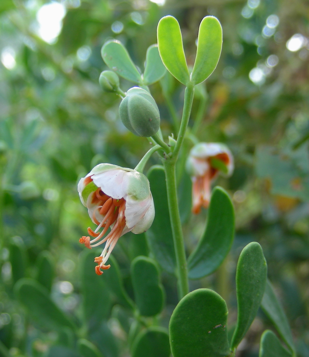 Image of Zygophyllum fabago ssp. dolichocarpum specimen.