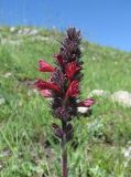 Echium russicum