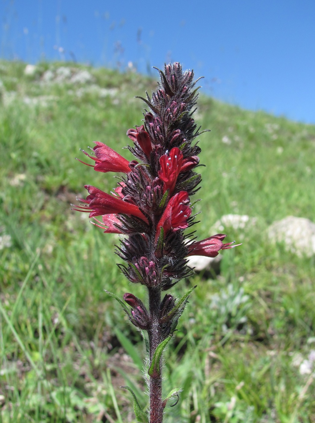 Изображение особи Echium russicum.