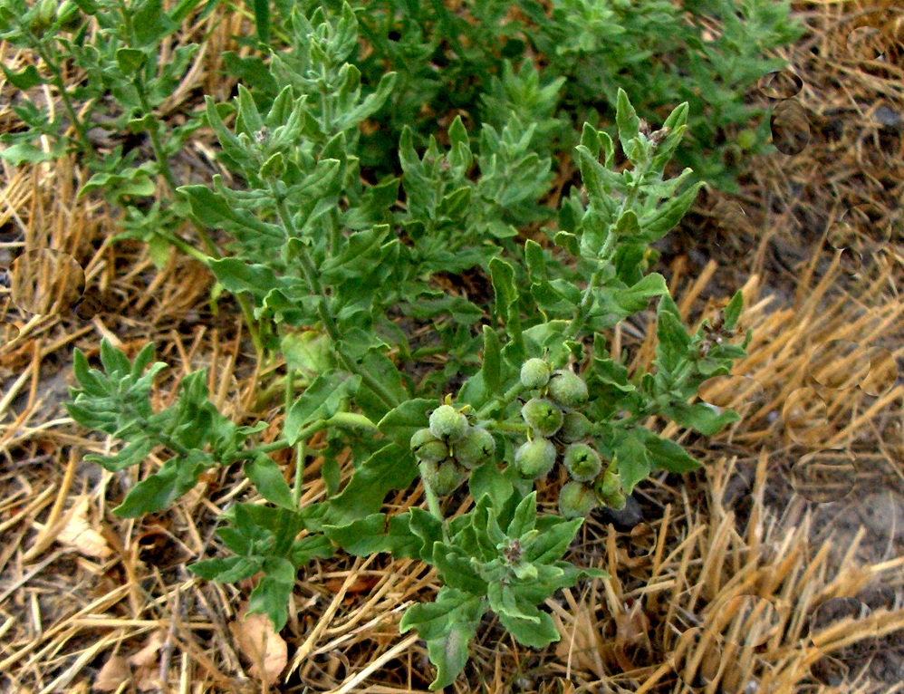 Изображение особи Argusia sibirica.