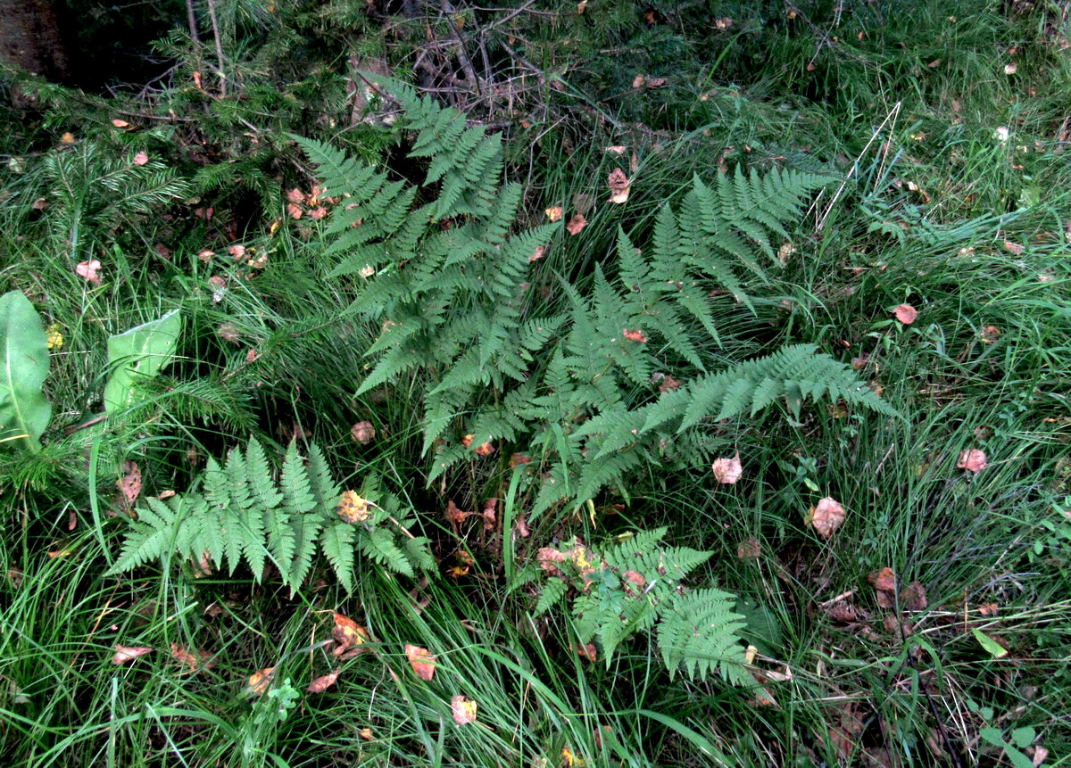 Image of Dryopteris carthusiana specimen.