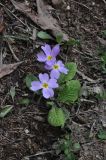 Primula vulgaris. Цветущее растение. Турция, ил Артвин, окр. монастыря Парехи, луг рядом ручьем. 25.04.2019.