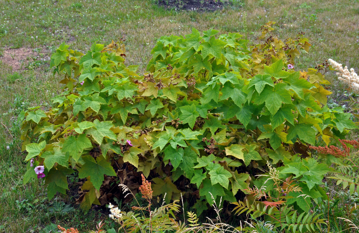 Изображение особи Rubus odoratus.