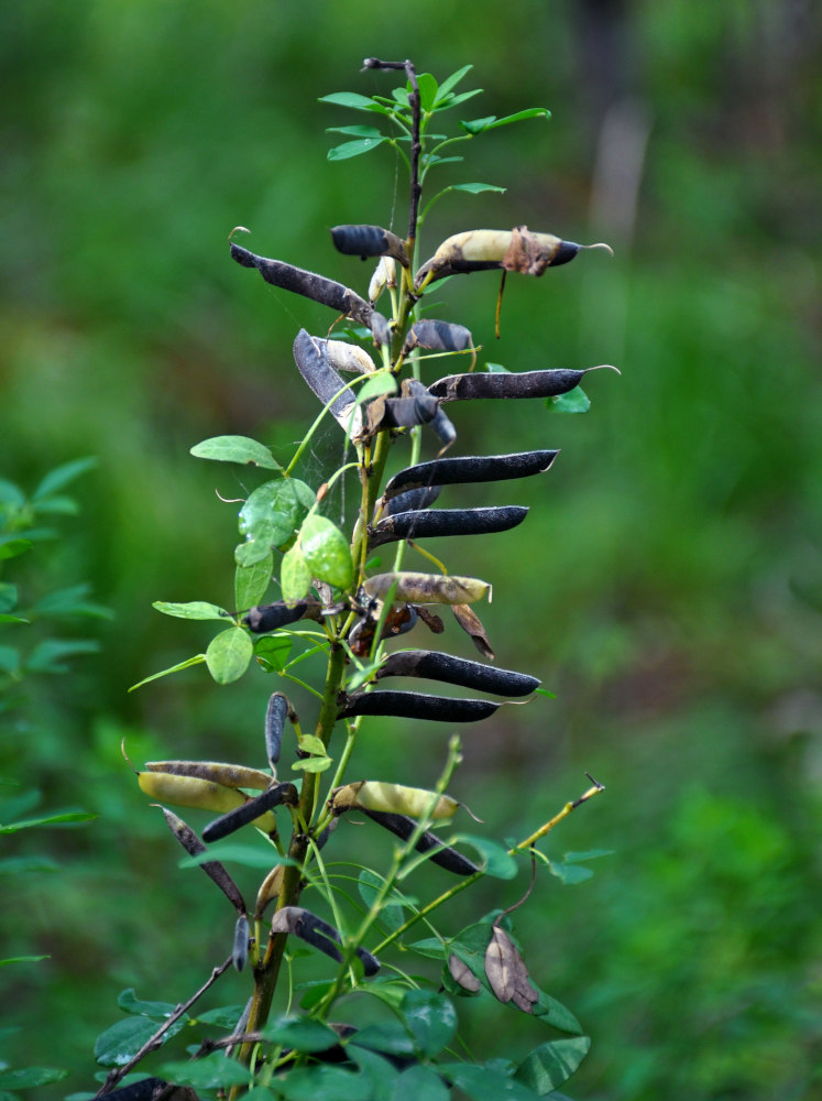 Изображение особи Chamaecytisus ruthenicus.