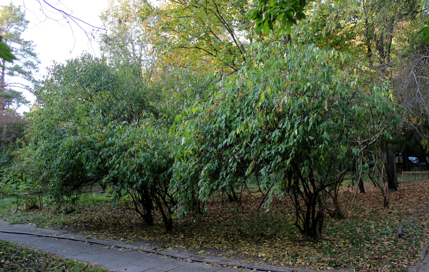 Изображение особи Prinsepia sinensis.