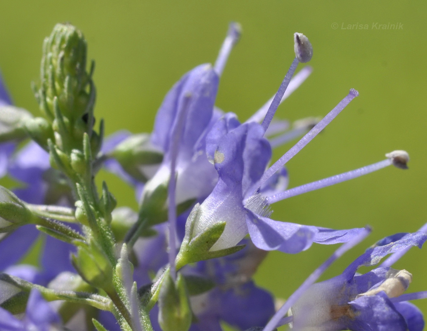 Image of Veronica longifolia specimen.