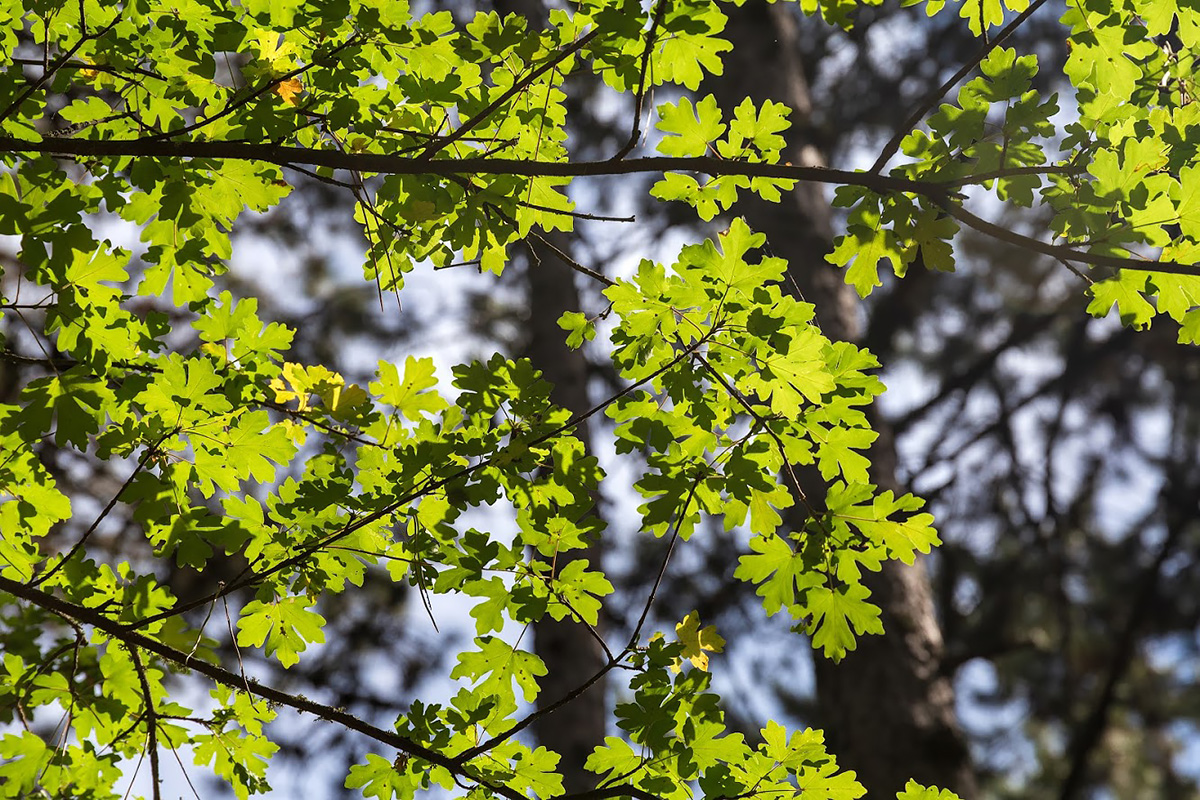 Image of Acer campestre specimen.