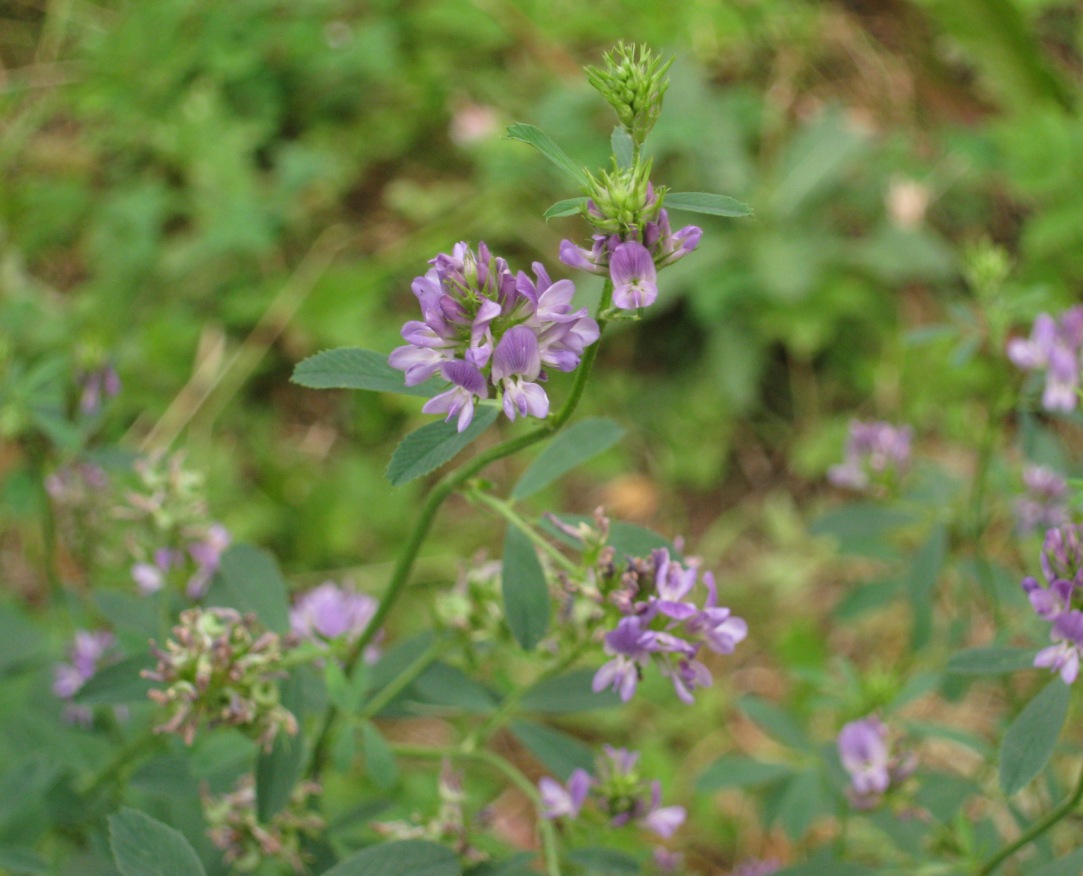 Изображение особи Medicago sativa.