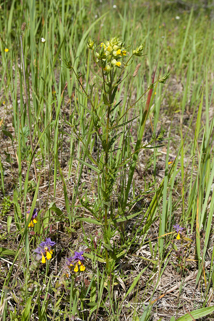 Изображение особи Rhinanthus aestivalis.