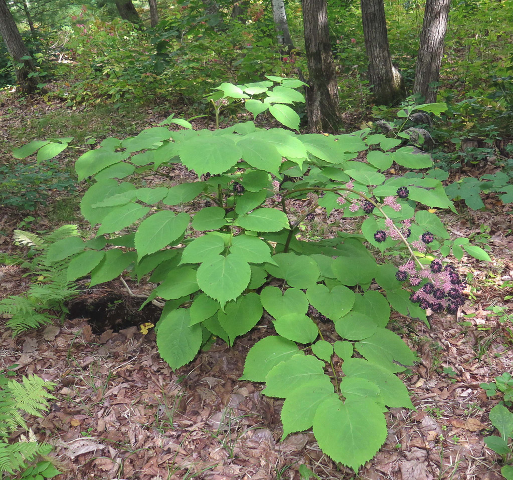 Image of Aralia continentalis specimen.