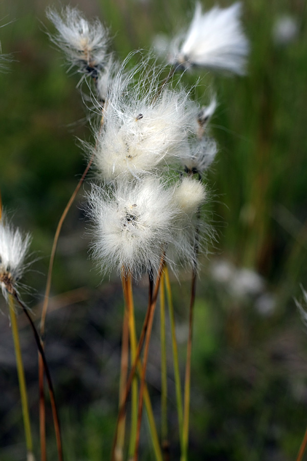 Изображение особи Eriophorum vaginatum.