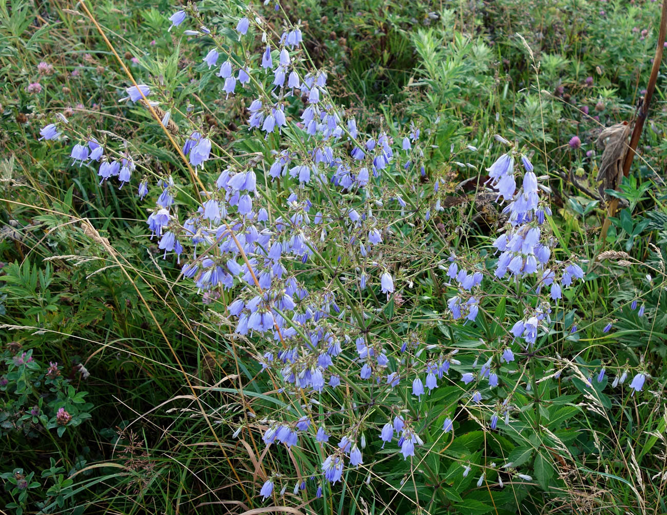 Image of Adenophora triphylla specimen.