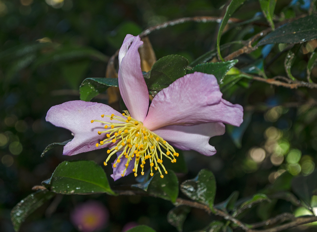 Image of Camellia sasanqua specimen.