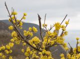 Cornus mas