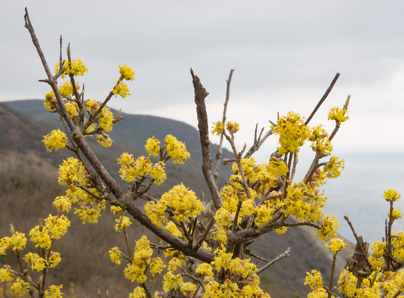 Image of Cornus mas specimen.