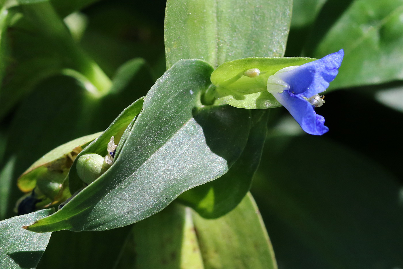 Изображение особи Commelina communis.