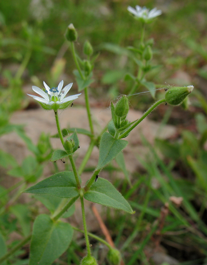 Image of Myosoton aquaticum specimen.