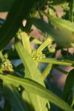 Rumex maritimus