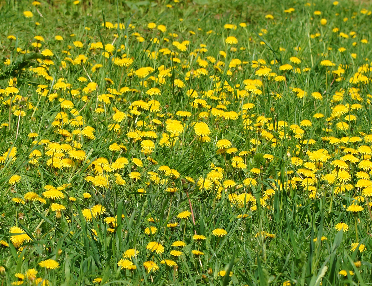 Изображение особи Taraxacum officinale.