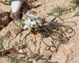 Ornithogalum trichophyllum. Цветущее растение с кормящимся жуком. Израиль, окр. г. Арад, фригана на каменистом ровном участке. 05.03.2020.