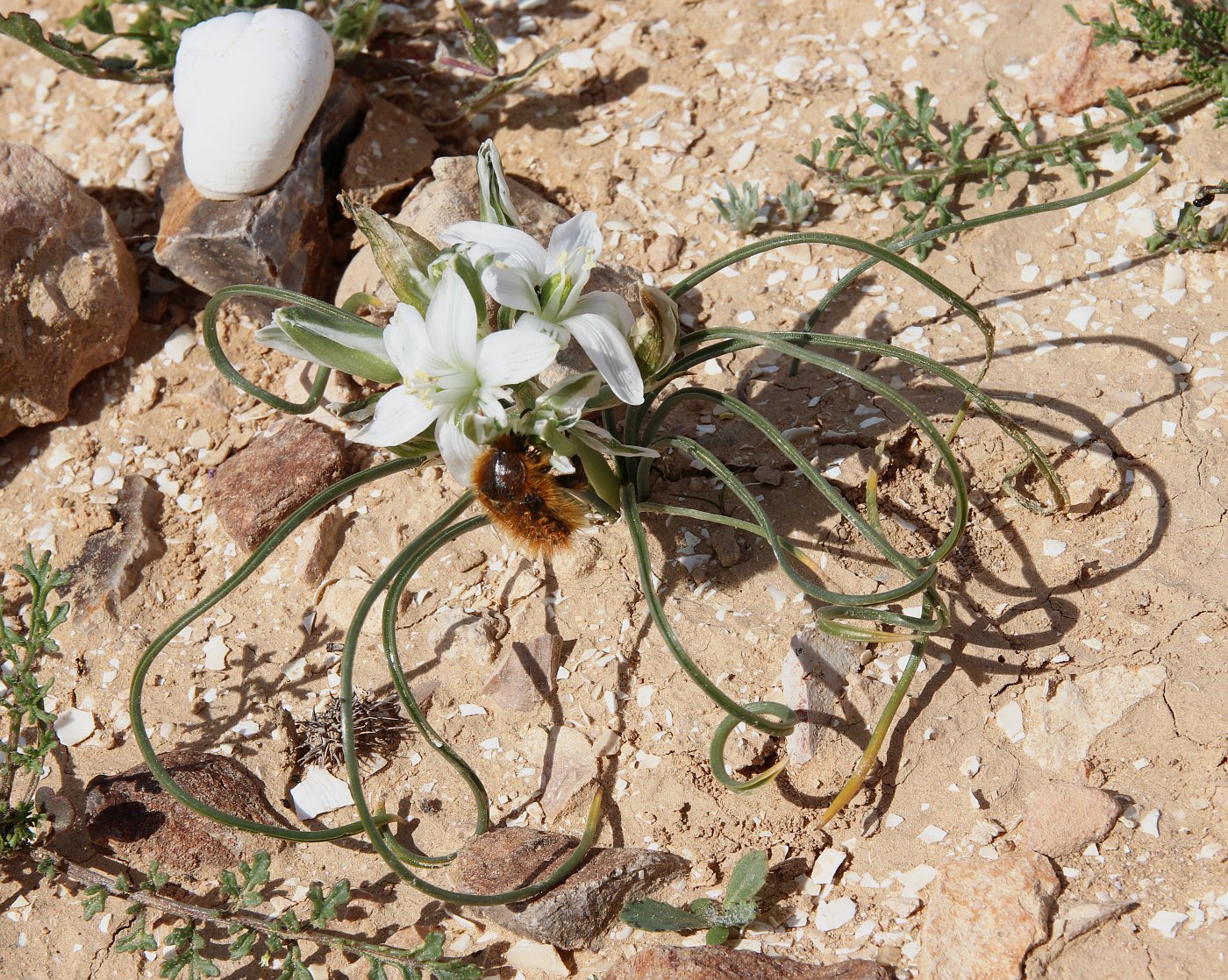 Image of Ornithogalum trichophyllum specimen.