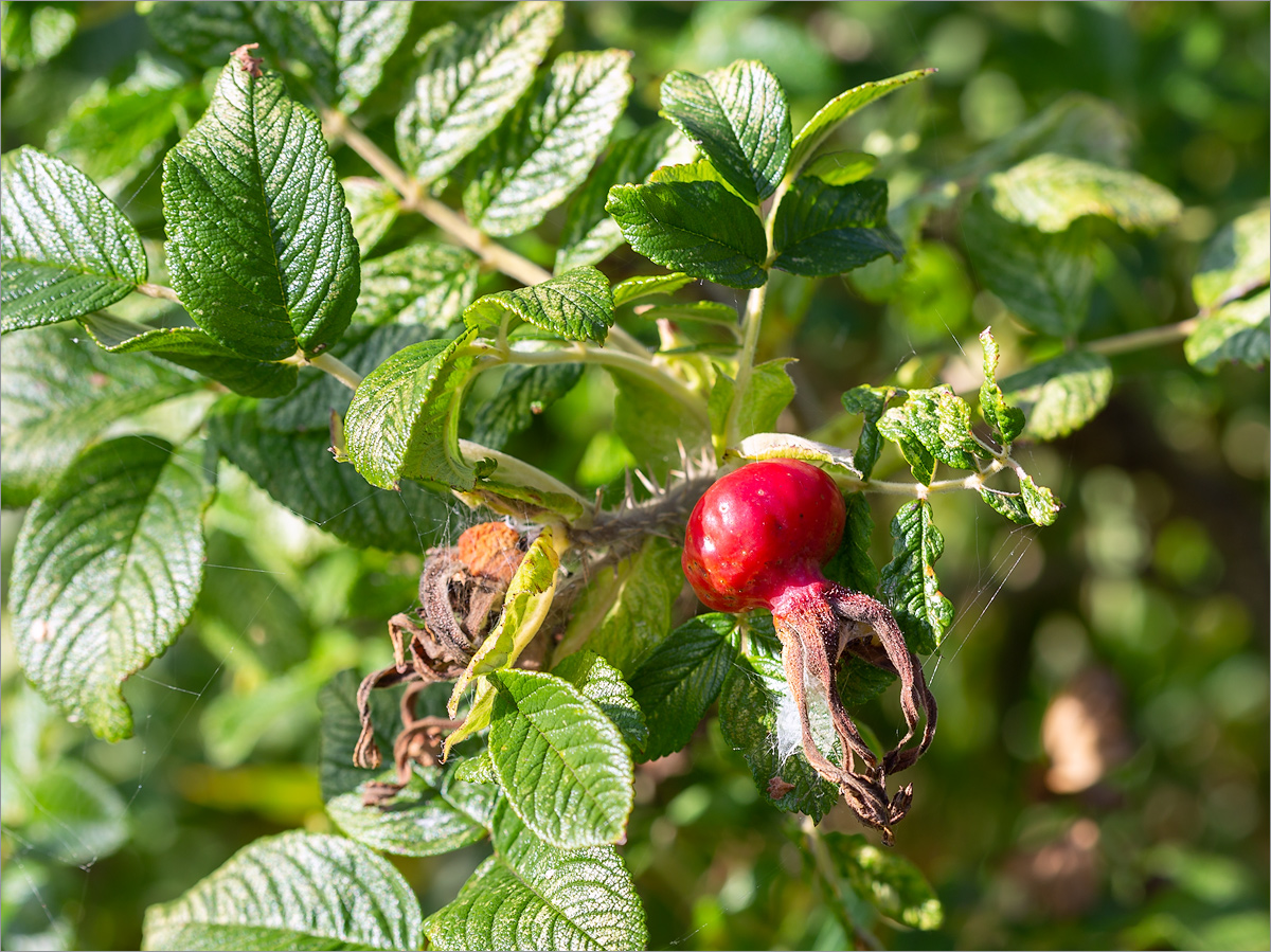 Image of Rosa rugosa specimen.