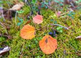 Populus tremula. Обломившийся побег с листьями в осенней окраске на подушке из Pleurozium schreberi. Карелия, Суоярвский р-н, ландшафтный заказник \"Толвоярви\", зеленомошный сосновый лес. 22.09.2019.