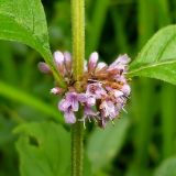 Mentha arvensis