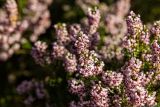 Erica manipuliflora