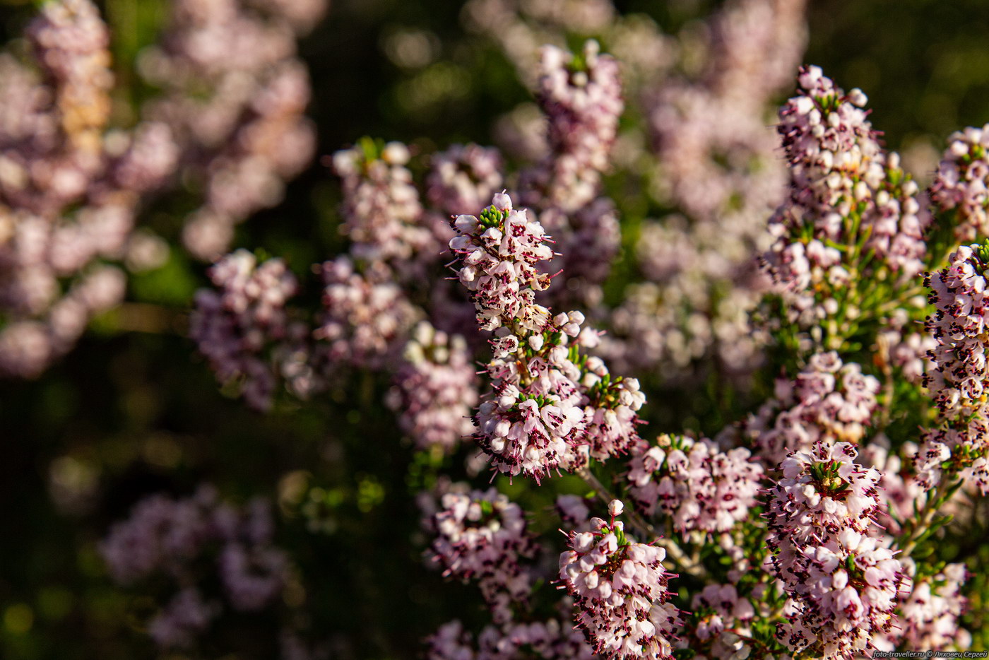 Image of Erica manipuliflora specimen.