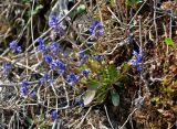 Polygala amarella. Цветущее растение. Новгородская обл., берег оз. Ильмень, геологический памятник \"Ильменский глинт\", обрывистый берег озера. 10.05.2019.