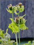 Cirsium oleraceum. Верхушка побега с соплодием. Чувашия, окр. г. Шумерля, старая узкоколейка. 19 июля 2011 г.