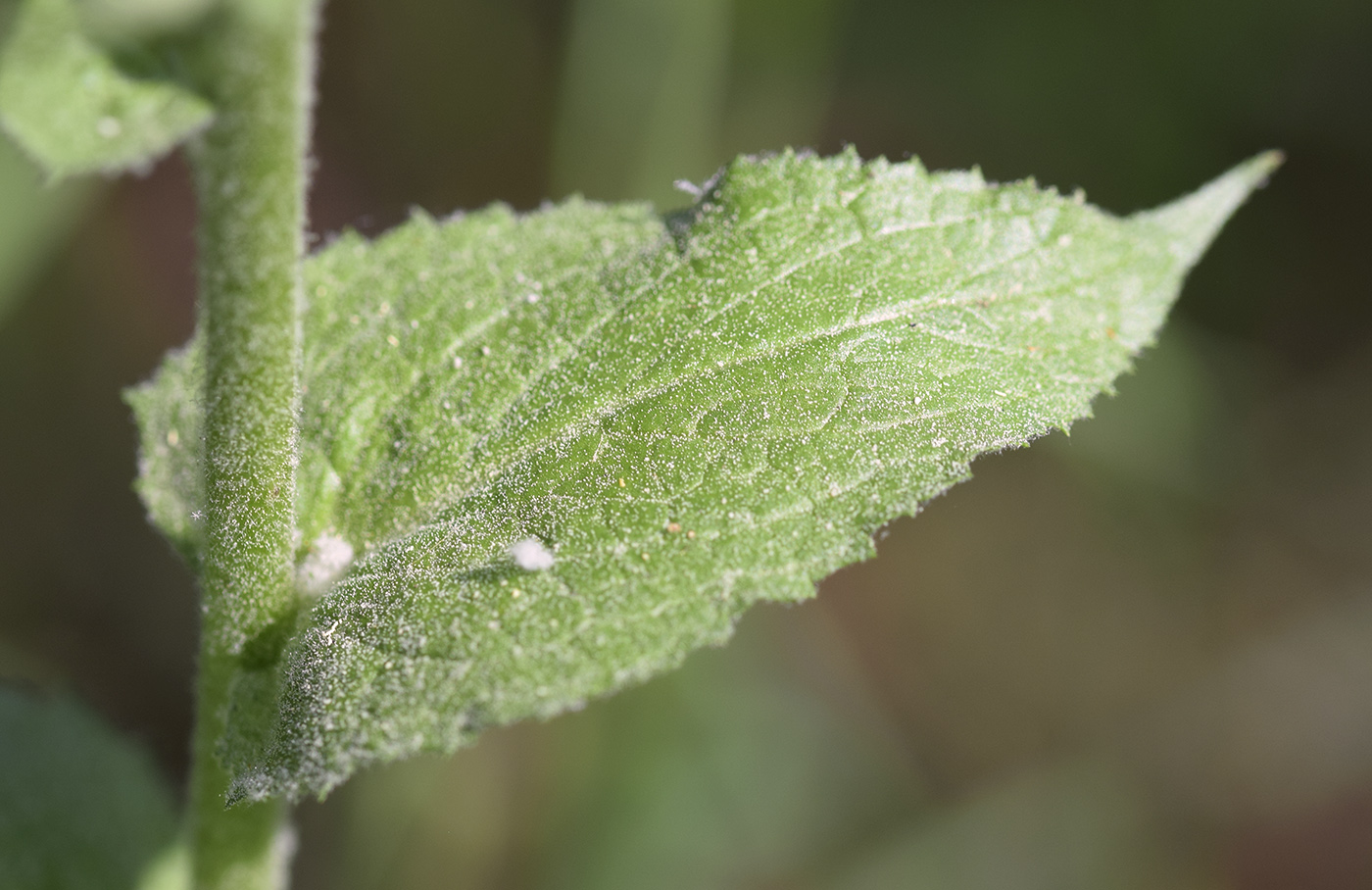 Image of Verbascum boerhavii specimen.