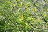 Quercus macranthera