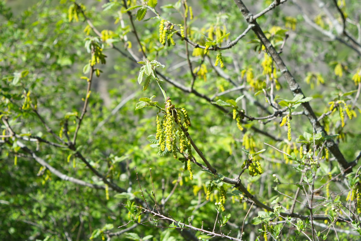 Image of Quercus macranthera specimen.