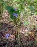 Viola ruppii. Цветущее растение. Пермский край, г. Пермь, Кировский р-н, опушка в сосновом бору, прилегающий к песчаному карьеру. 23.05.2020.
