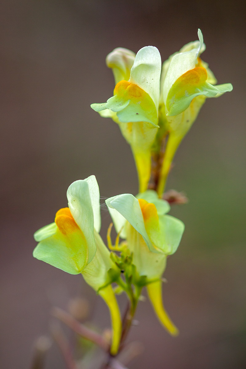 Image of genus Linaria specimen.