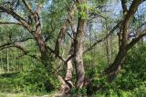 род Salix. Нижние части старых растений. Беларусь, г. Минск, парк \"Серебряный лог\", берег старого русла р.Свислочь. 15.05.2020.