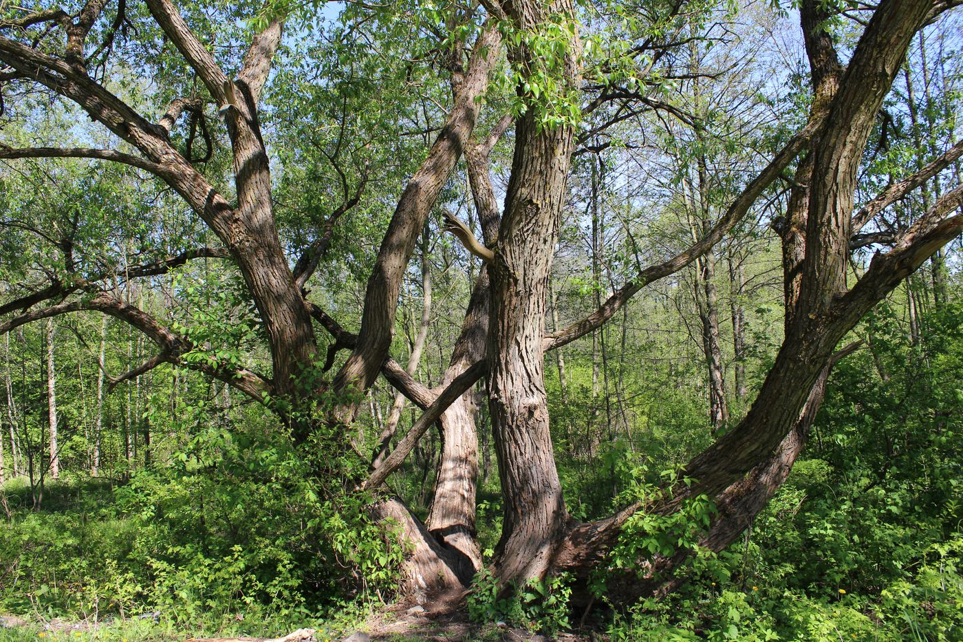 Image of genus Salix specimen.