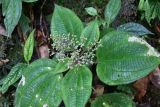 Miconia symphyandra