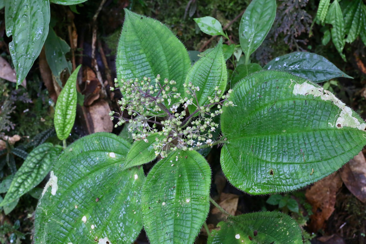 Image of Miconia symphyandra specimen.