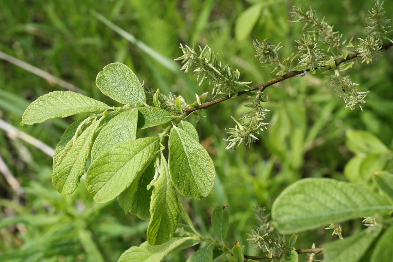 Image of Salix aurita specimen.