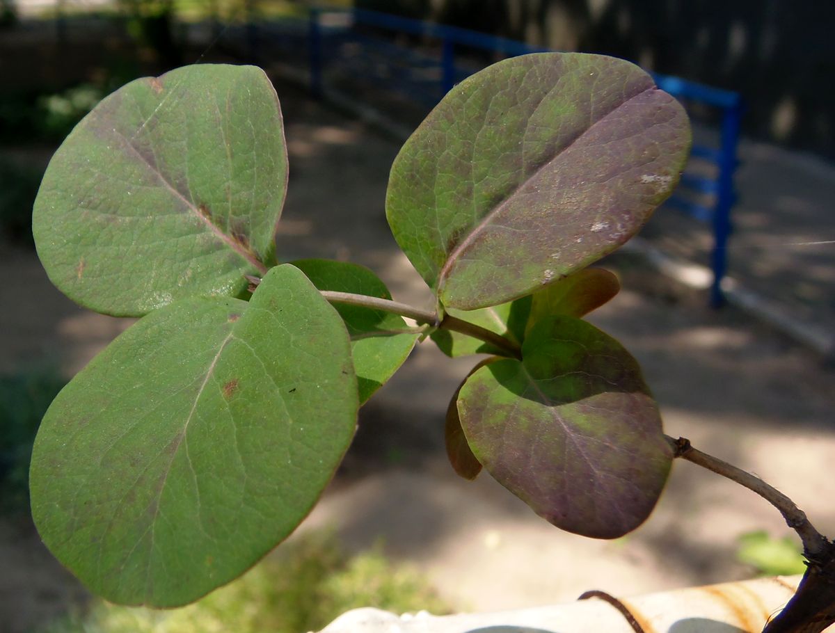 Image of Lonicera dioica specimen.