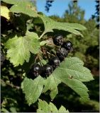 genus Crataegus. Плоды. Чувашия, г. Шумерля. 2 сентября 2010 г.