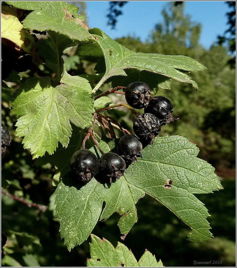 Изображение особи род Crataegus.