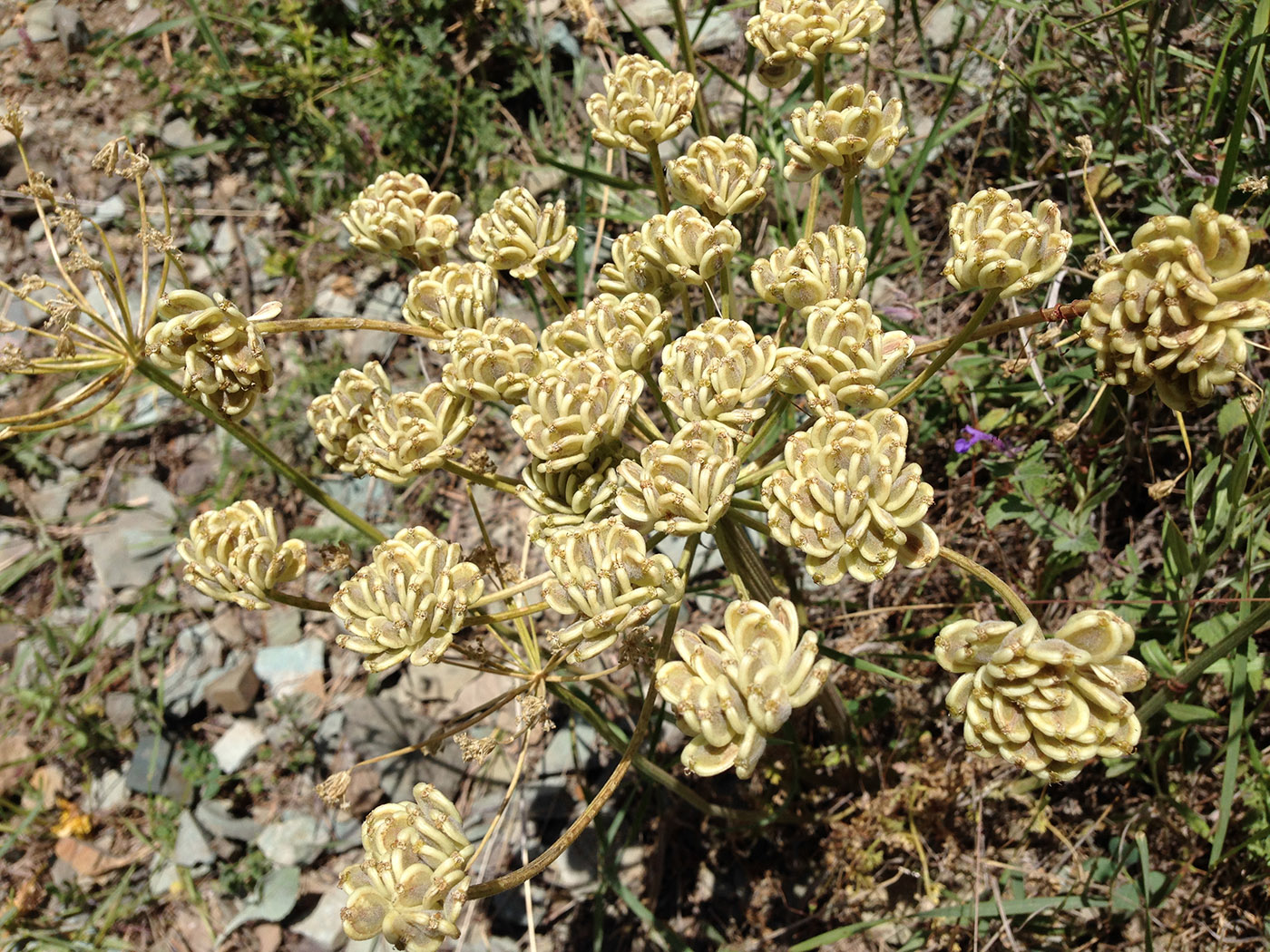 Изображение особи Zosima absinthifolia.