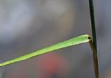 Poa glauca