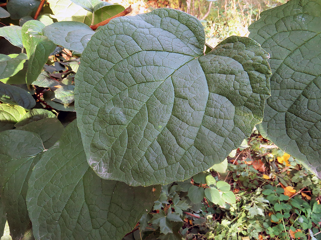 Image of Philadelphus pubescens specimen.