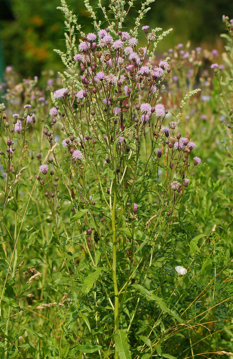 Изображение особи Cirsium setosum.