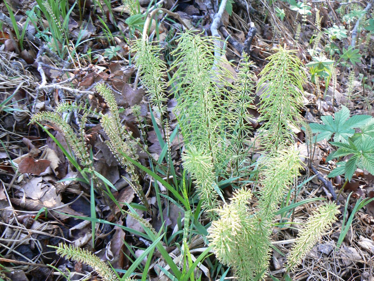Изображение особи Equisetum arvense.